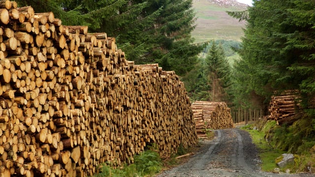 Suspension of Scottish timber imports 'correct decision' - Stapleton