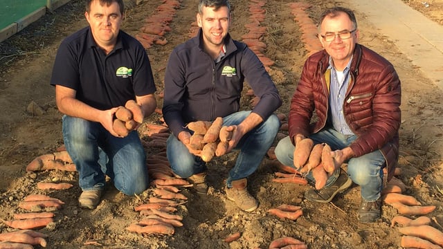 Tillage focus: Potato business gets 'sweet' in order to meet demand