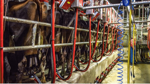 How can I make the spring workload easier on my dairy farm?