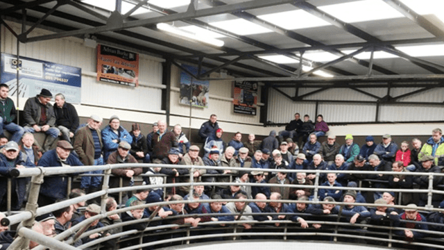 More farmers in the market for good-quality forward store cattle at Ballinrobe Mart