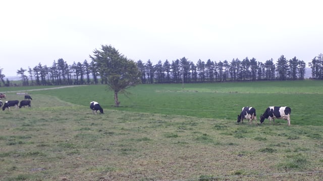 Dairy focus: 'The farm has accumulated €530,000 of cash'