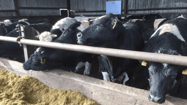 Boatload of bulls destined for Libya in 2 weeks
