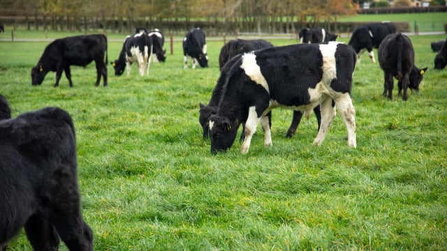 Farmers wanted for Teagasc Green Acres Calf to Beef Programme