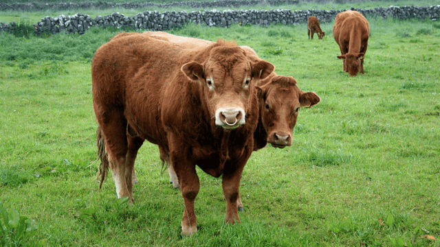 TB meeting set for Galway to discuss eradication drive