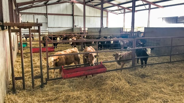 Suckler calf registrations down over 40,000 head on 2017 levels