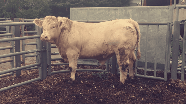 High replacement index sired bulls gained 2.2kg/day on average