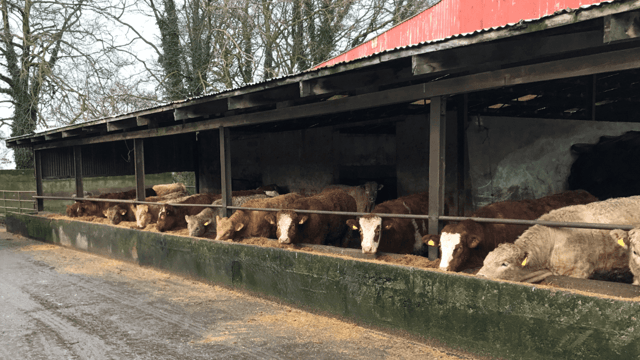 How can I control lice and mange mites that affect my cattle?