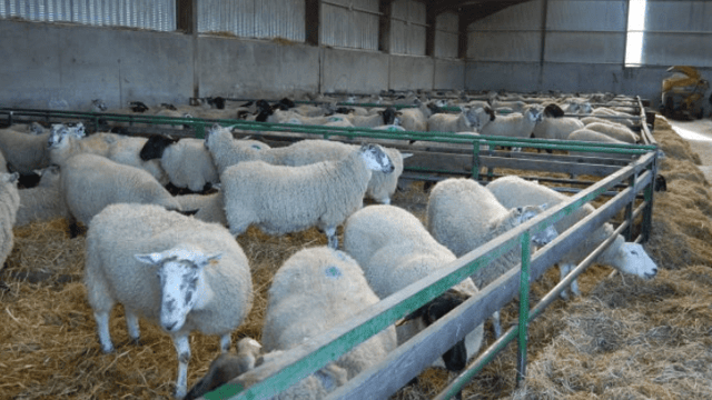 Late-pregnancy nutrition: Check your protein levels when supplementing ewes