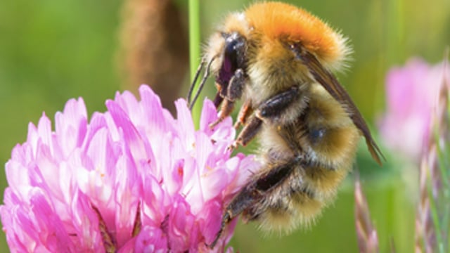 Video: 'I try and manage the hedges to help the pollinators'