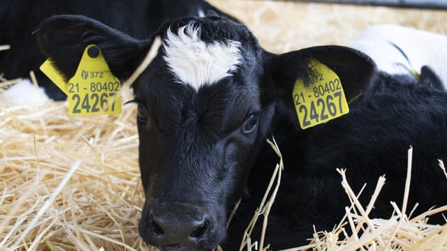 New app launched to 'take the hassle' out of replacing cattle tags