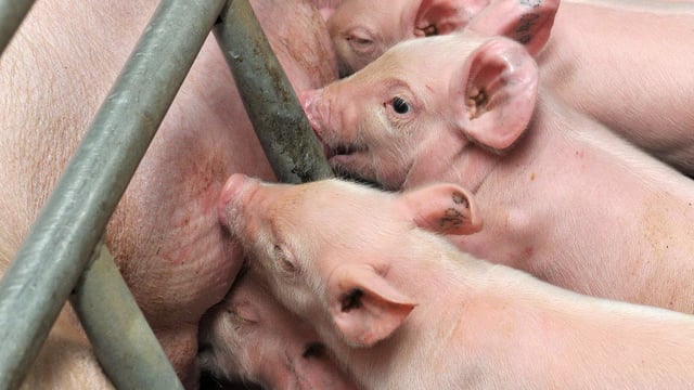 Important to 'grow our reputation' for animal welfare standards - Heydon