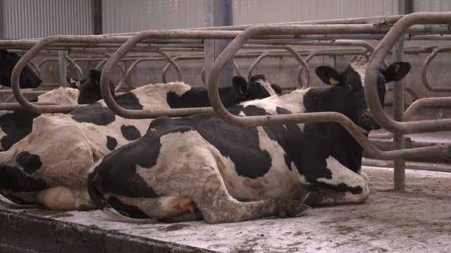 Drying-off: Getting to know the bacteria on your farm