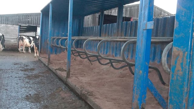 Old shipping container regenerated into cow cubicles