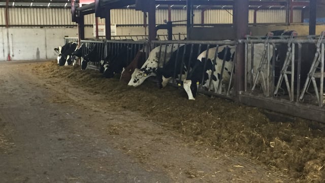 Dairy focus: Producing milk all year round with a pedigree Holstein herd in Co. Galway