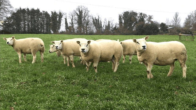 Sheep focus: 'I thought he was the best ram lamb I ever had'