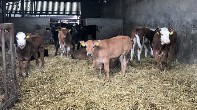 What can be the reason behind a cow 'throwing her calf'?