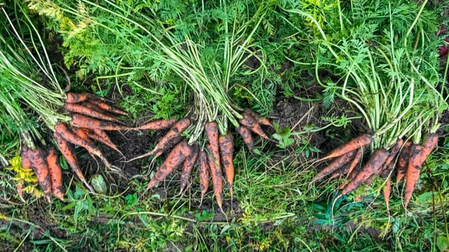 Tillage focus: Organic vegetables from the farm gate to your Christmas dinner plate