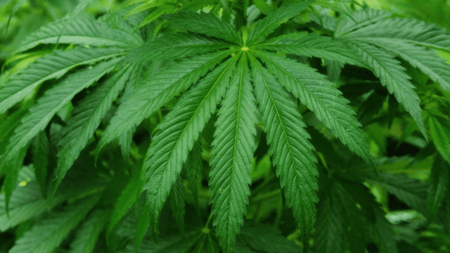 IFA open to discussion with health minister on cannabis farming