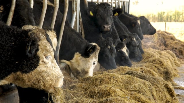 What 10 key areas are vital for a successful dairy calf-to-beef operation?
