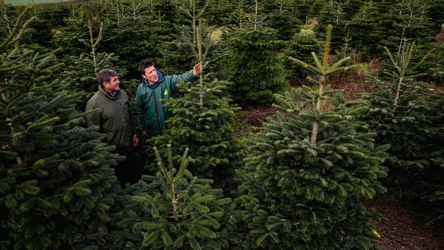 Real Irish Christmas trees: 'It wouldn't be the same without one'