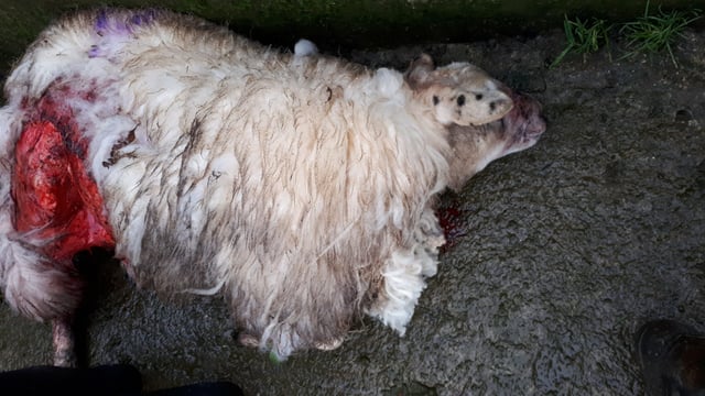 Pregnant ewes killed amid defective dog controls (graphic pictures)