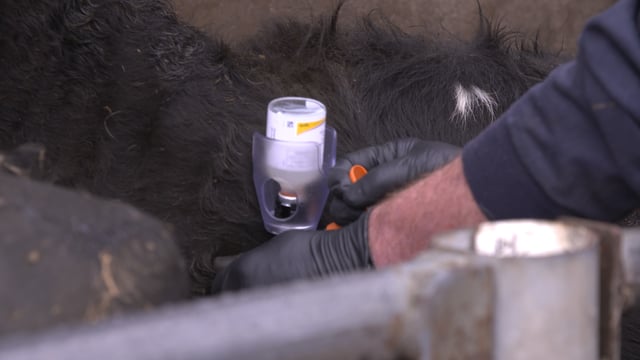 Dairy advice: Vaccination protocol during the dry cow period
