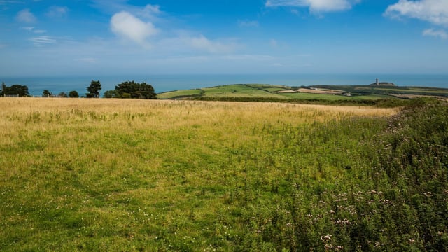 IWT: Government must prioritise Ireland's "extinction crisis"
