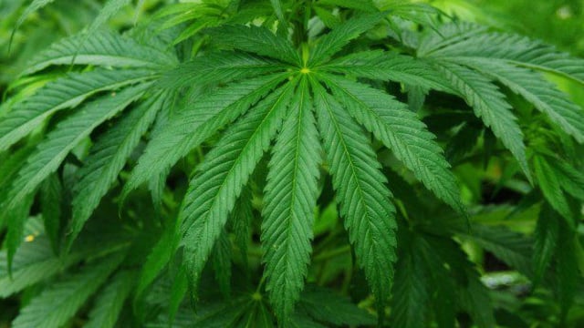 Keogh's Crisps confirms connection to cannabis grower