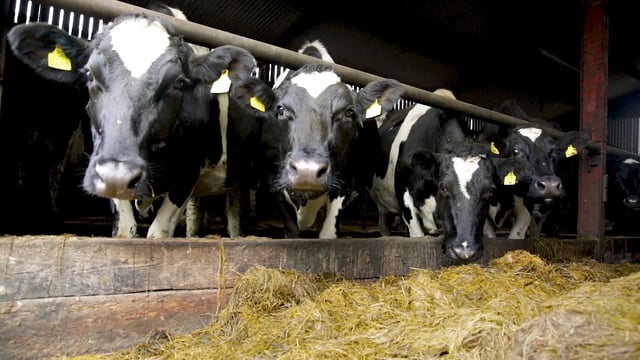 Co. Cork dairy farmer to speak at the 2019 IGA conference