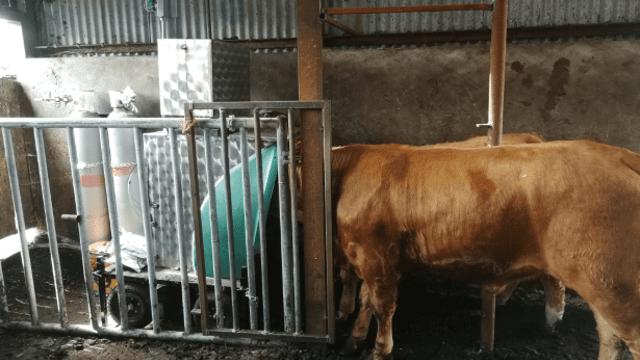 ICBF and Teagasc to tackle methane emissions from cattle
