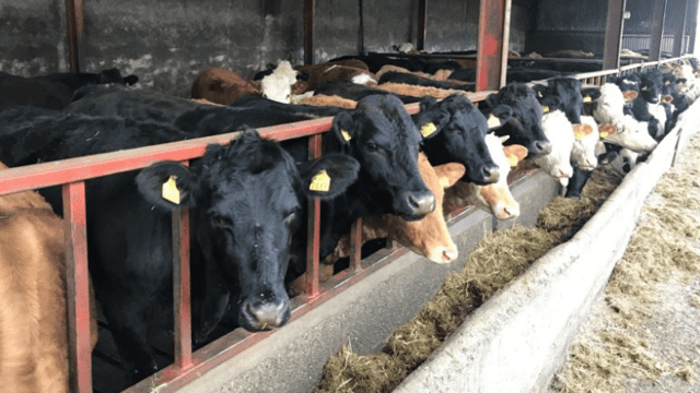 Tough 2018 takes toll on cattle farm incomes