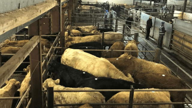 Mart trade: Slight increase in price for forward store cattle
