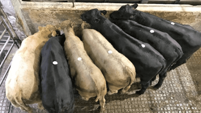 Mart trade: Prices steady as marts prepare to close up for Christmas