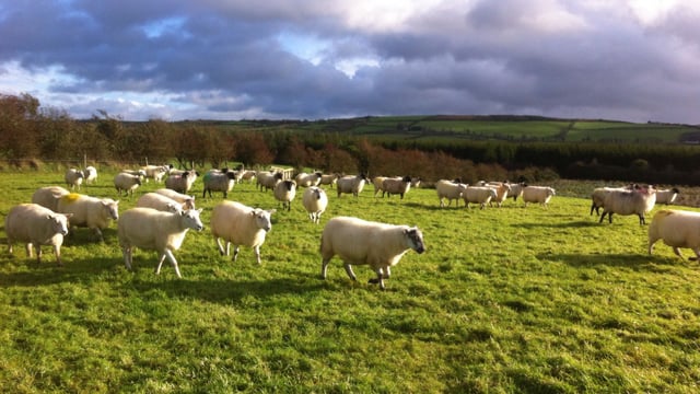 Thinking of winter shearing your ewe flock? Here are some points to note