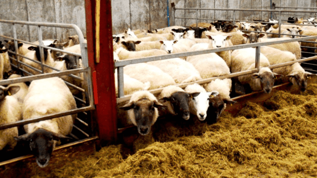 Housed your flock yet? Here are some points to consider for the lambing shed