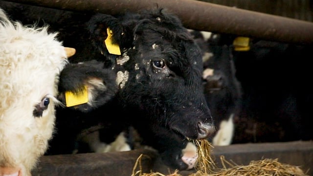 Why are my cattle developing ringworm during housing?
