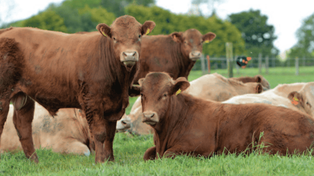 'It's hard for farmers to be green when they're in the red'
