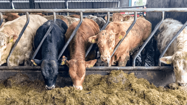 Revealed: 'Factory feedlot' contribution to Irish beef kill