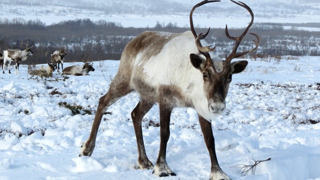 New study shows reindeers' body clocks don't need daylight