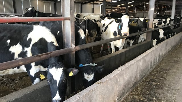Further growth in Irish dairy production expected in 2019