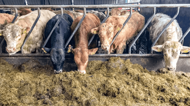 Beef trade: High kill keeping a lid on factory prices