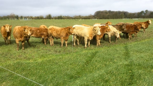 Canney: EU beef funding 'important for the lifeblood of rural Ireland'