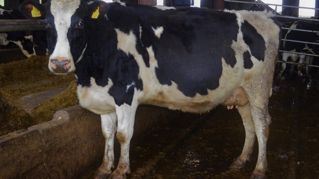 Details: 3 upcoming dairy clearance sales in Fermoy Mart