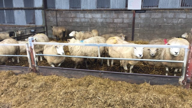'It has been a challenging year for sheep farmers' - Teagasc's John Kelly