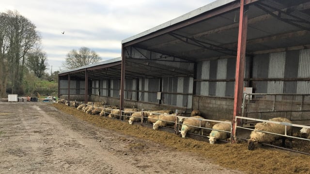 Sheep focus: Data recording driving flock performance in Co. Limerick