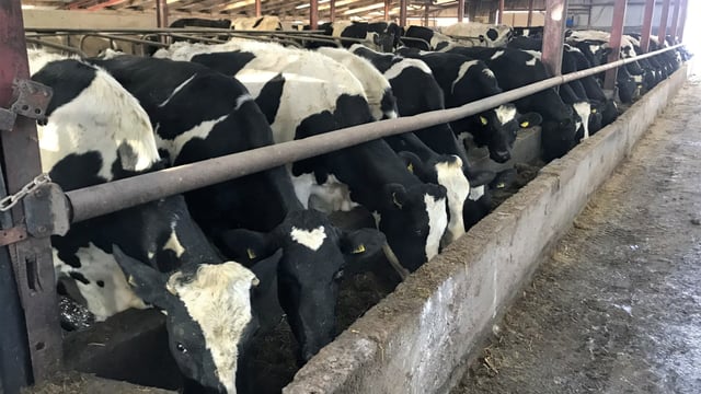 What can I do to prevent milk fever on my dairy farm this year?