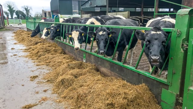 Dairy advice: Preventing cases of milk fever in late-calving cows