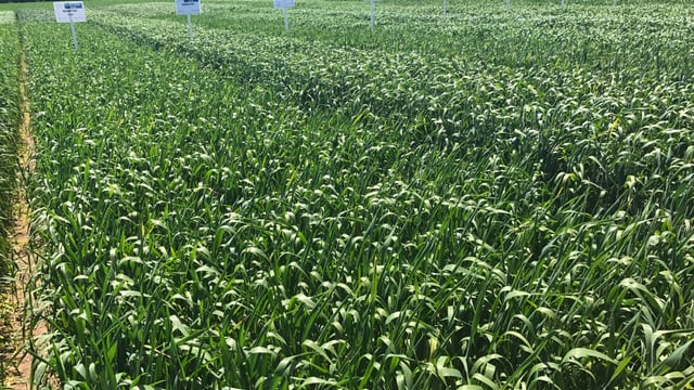 'Chilly' variety heats up the spring wheat list