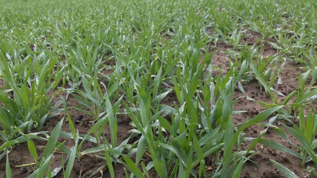 Aphid numbers rise slightly; but none are winged