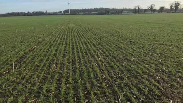 Tillage focus: No tillage and sheep controlling plant growth regulation